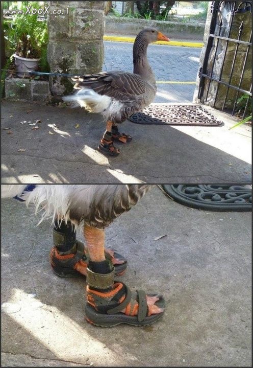 נעלי אווז