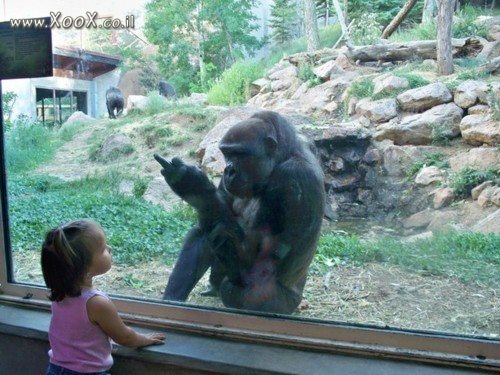תמונת שימפנזה בתנועה מגונה