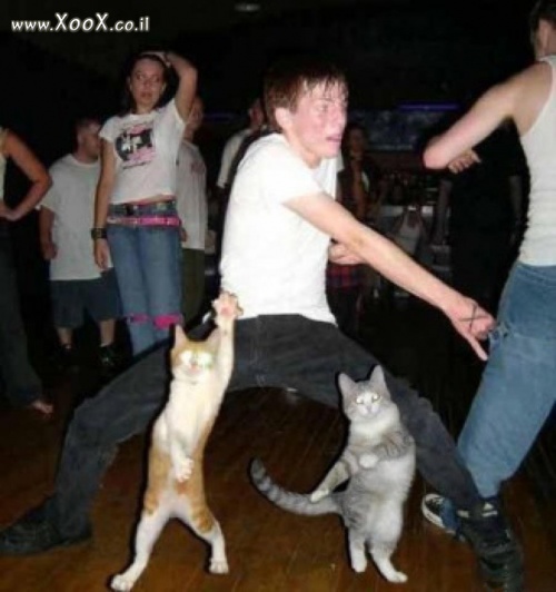 ריקוד החתול