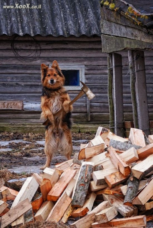 כלב חוטב עצים