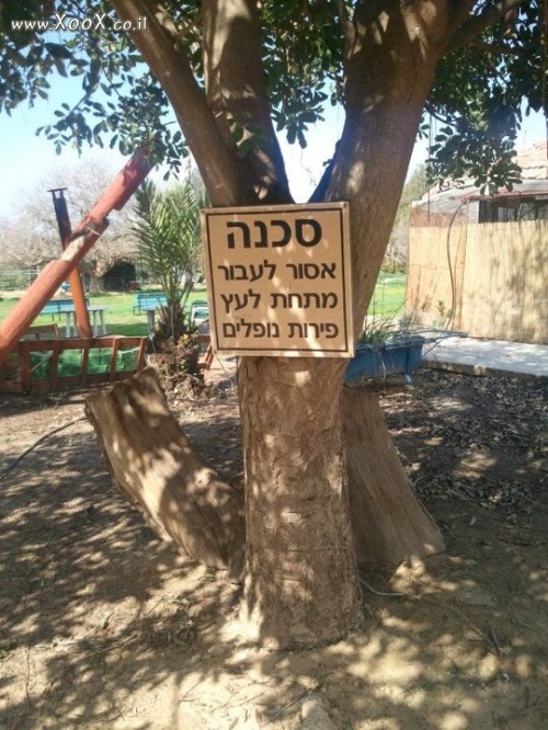 אסור לעבוד מתחת לעץ