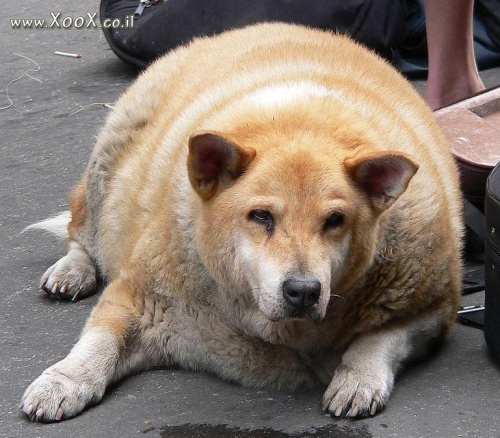 תמונת כלב שמן