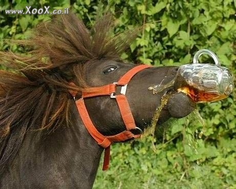 תמונת סוס צמא לבירה