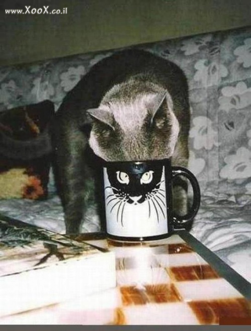 תמונת חתול שותה