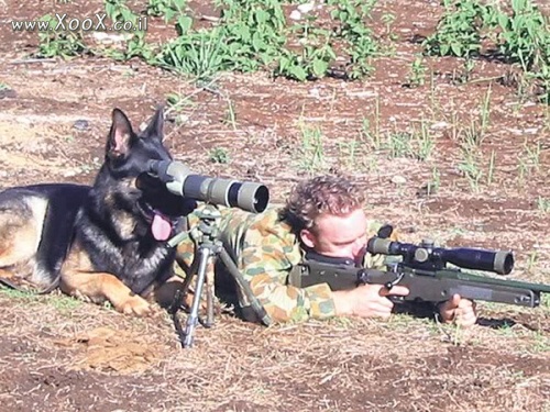 תמונת כלב צבאי
