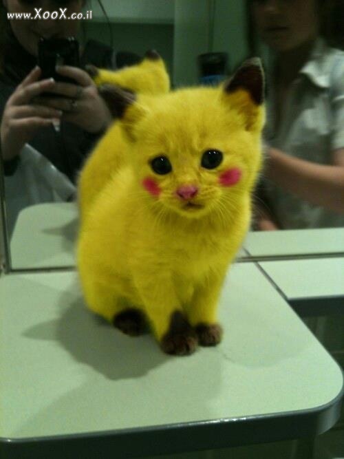 חתול צהוב