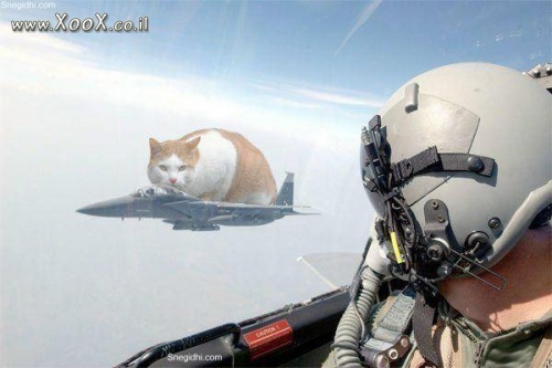 חתול במטוס