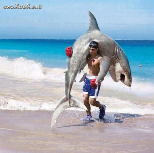 תמונת מתאגרף כריש