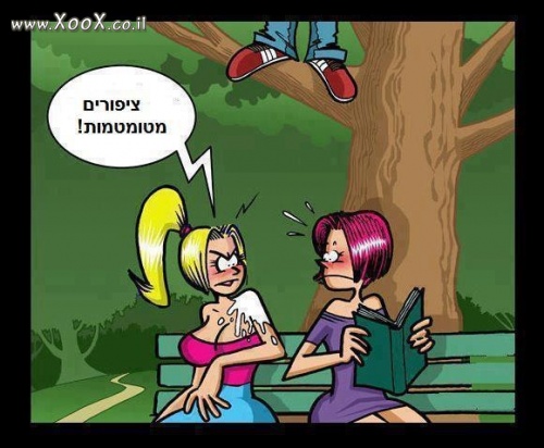 תמונת ציפורים מטומטמות