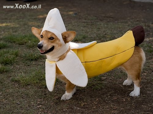 תמונת כלב בננה