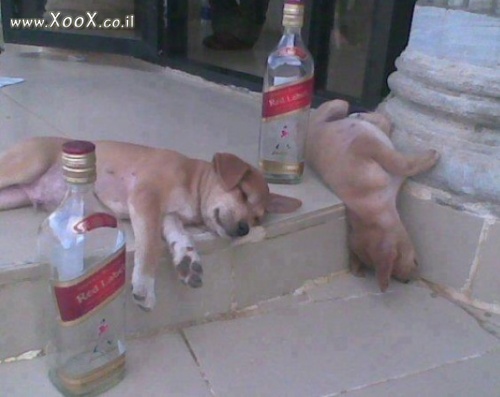 תמונת כלבים שיכורים