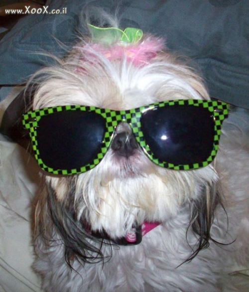 תמונת כלב עם משקפי שמש