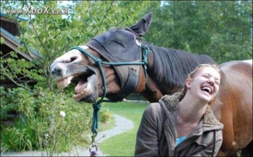 סוס צוחק לו