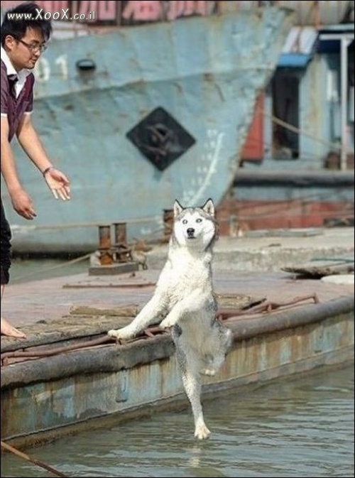 תמונת כלב שהולך על המים