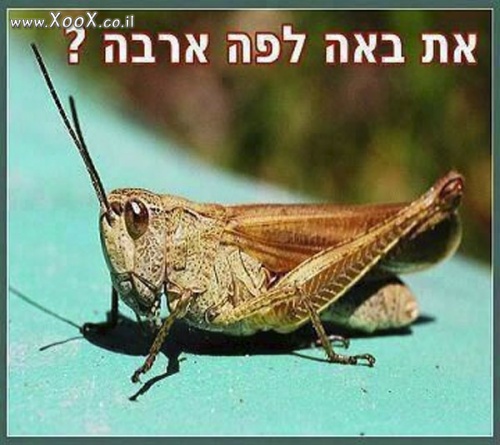 תמונת את באה לפה הרבה?