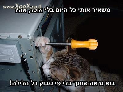 החתול הנקמן