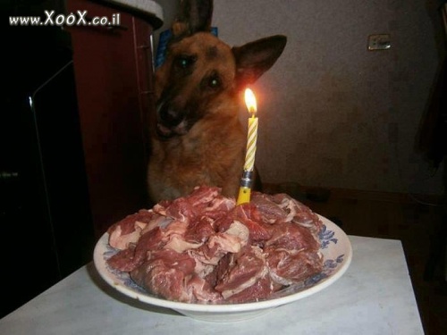 תמונת עוגת יומהולדת לכלב