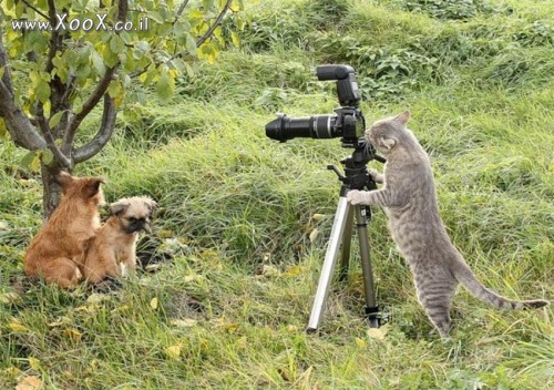 חתול מצלם טבע