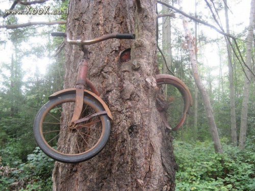 תמונת הכנראה שגם העץ רוצה לרכב על אופניים