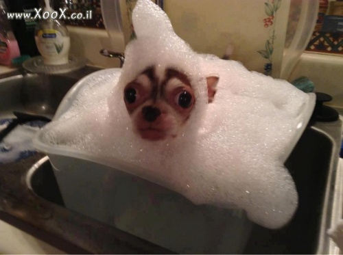תמונת כלב במצב מקלחת