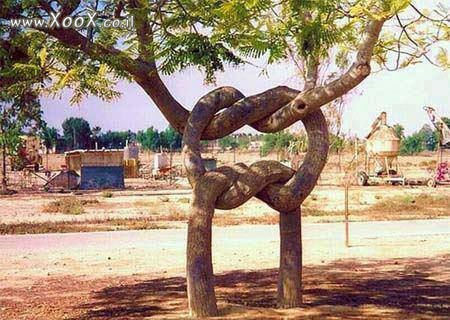 עץ עם קשרים