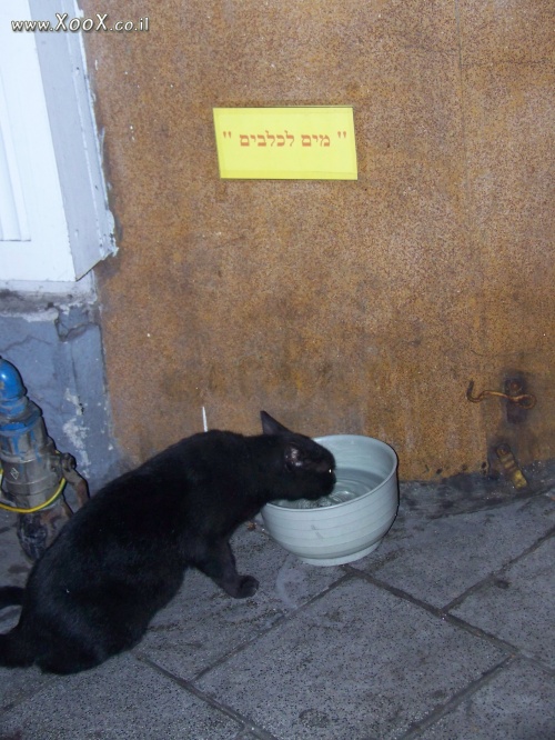 תמונת חתול שלא מחשבן לכלבים