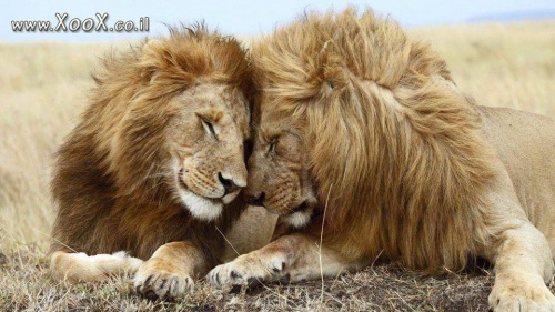 תמונת נדיר. זוג האריות הגייז הראשון שתועד בהסטוריה. 