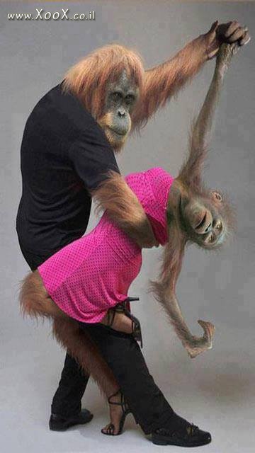 תמונת רוקדים עם קופים