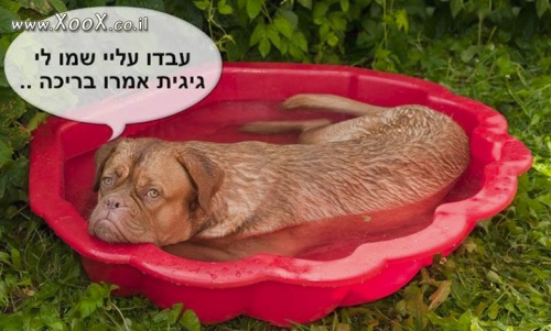 עבדו עליו!