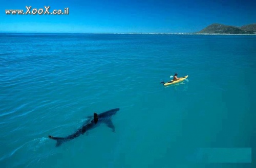 תמונת כריש לבן וקיאק