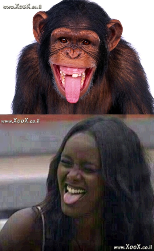 תמונת מצא את ההבדלים בין טהוניה לקוף