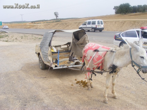 תמונת חמור סובארו