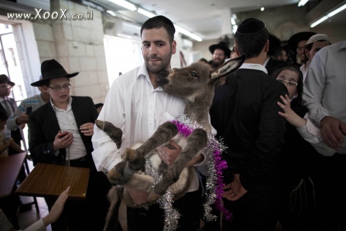 תמונת חמור חדש