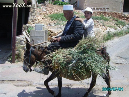 תמונת חמור צמחוני