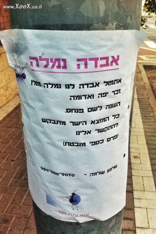 איזה באסה! שוב בנאדם איבד את הנמלה שלו