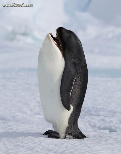 תמונת תוצאה של פינגווין ולוויתן