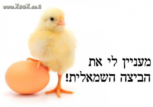 מעניין לי את הביצה השמאלית