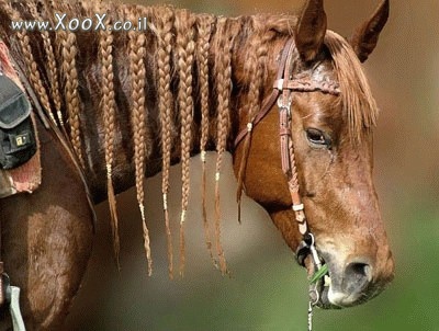 תמונת סוס עם צמות