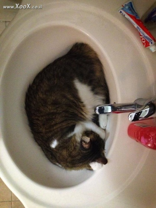 תמונת חתול שאוהב לישון בכיור