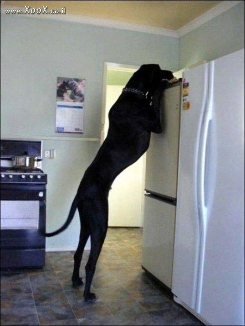 איזה כלב ענק