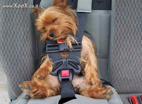 תמונת חגורת בטיחות לכלב