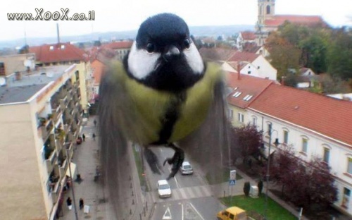 angry birds אנגרי בירדס