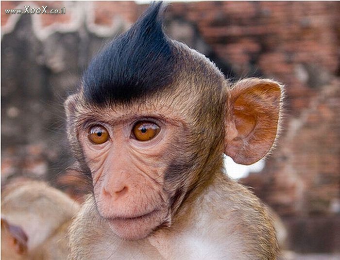 תמונת קוף בסטייל