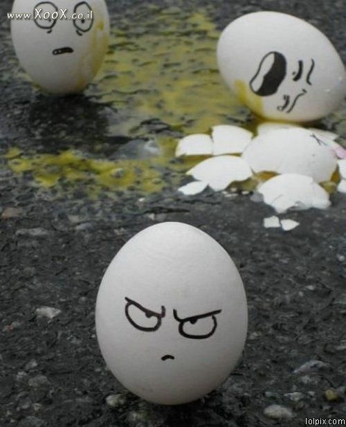 קרב ביצים