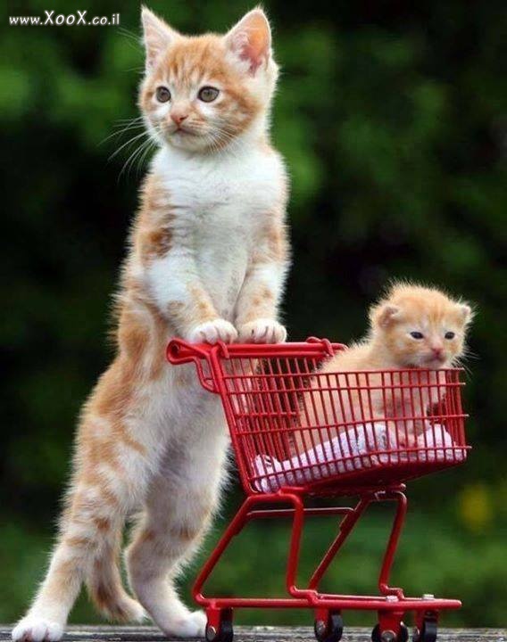 תמונת בוא חתולי יוצאים לקניות