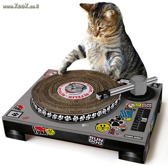 תמונת DJ חתולי