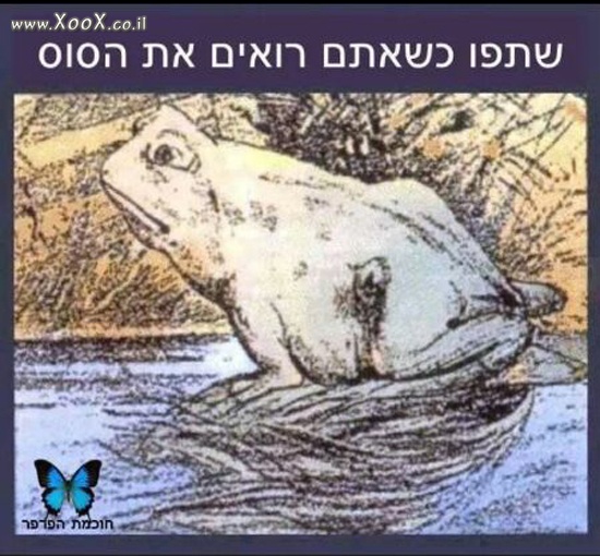 תמונת שתפו כשאתם רואים את הסוס