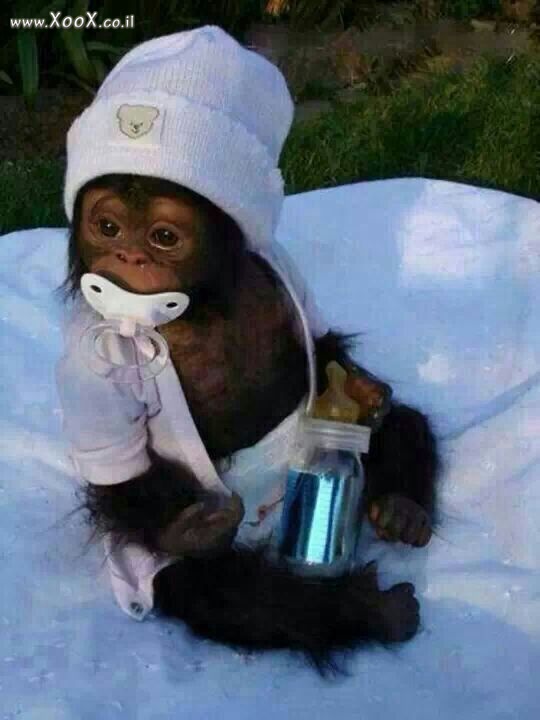 תמונת קוף תינוק