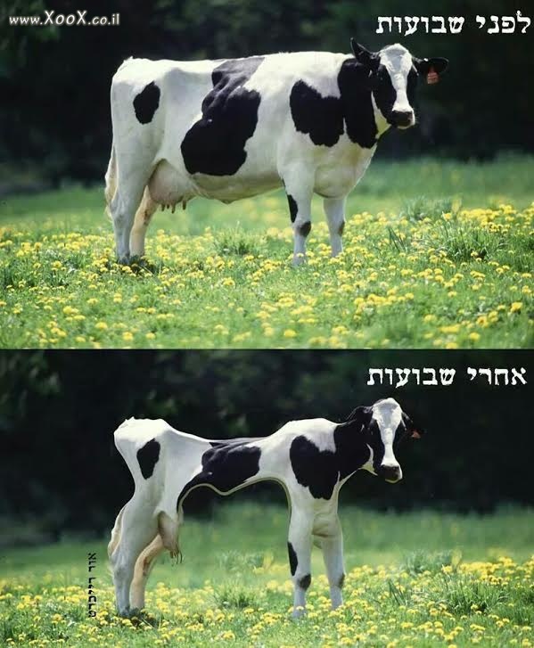 תוצאות של חג השבועות בישראל?