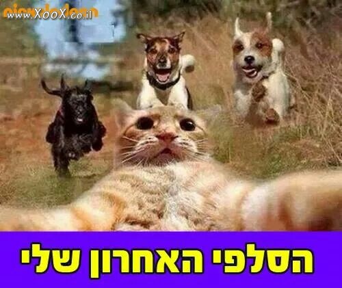 תמונת הסלפי האחרון שלי